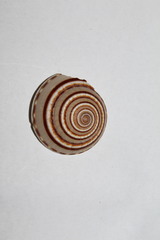 Architectonica perspectiva