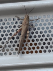 Anacridium aegyptium