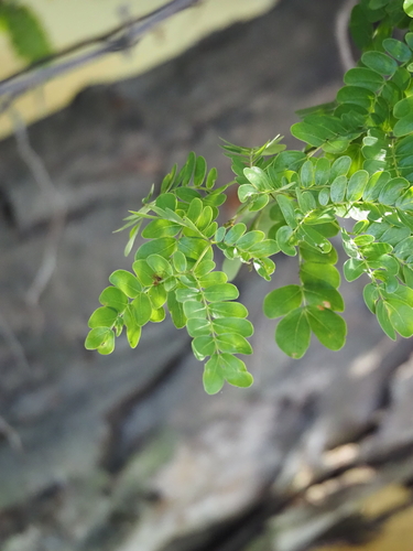Cathormion umbellatum observed 2025-09-24