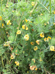 Lotus suaveolens