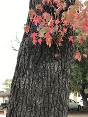 Liquidambar styraciflua