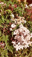 Jasminum polyanthum