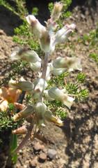 Lachenalia judithiae