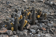 Brachycereus nesioticus