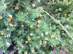 Lotus suaveolens