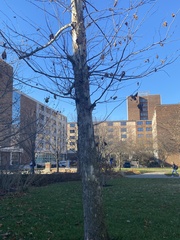 Platanus occidentalis