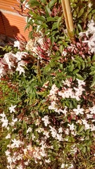 Jasminum polyanthum
