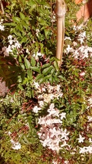 Jasminum polyanthum