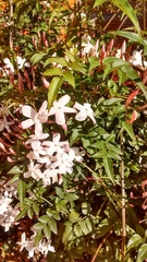Jasminum polyanthum