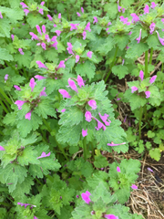 Lamium hybridum