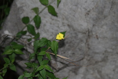 Haplophyton cimicidum
