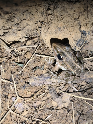 Black-spotted Frog