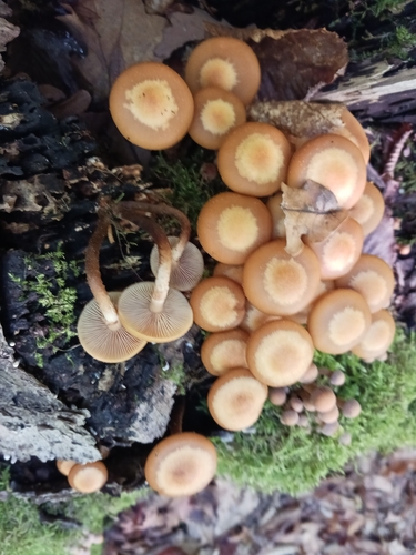 Gemeines Stockschwämmchen