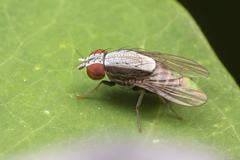 Homoneura discoglauca