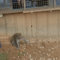 Macaca fuscata fuscata