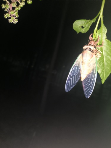 Eastern horse cicada