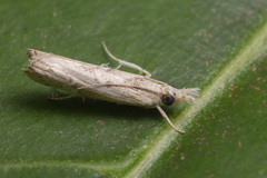 Culladia hastiferalis