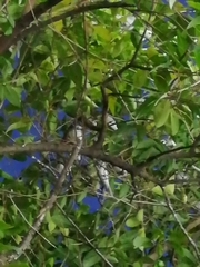 Motacilla alba