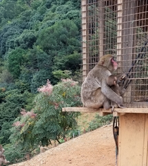 Macaca fuscata fuscata