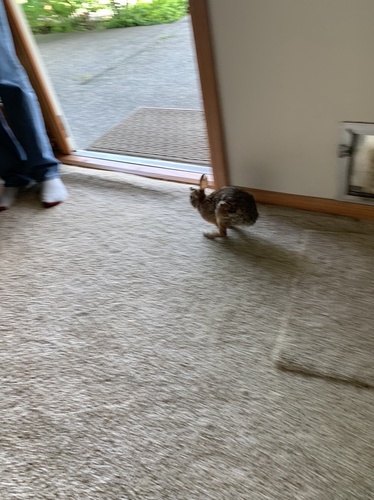 Eastern Cottontail photographed in South Carolina