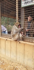 Macaca fuscata fuscata
