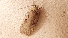 Agonopterix ocellana
