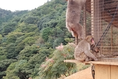 Macaca fuscata fuscata