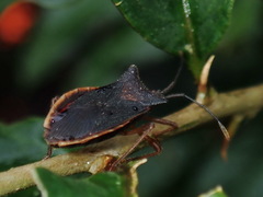 Anasa umbrina