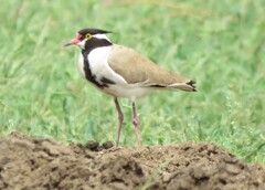 Black-Headed Lapwing photo 3