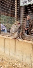 Macaca fuscata fuscata
