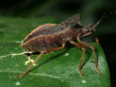 Anasa umbrina
