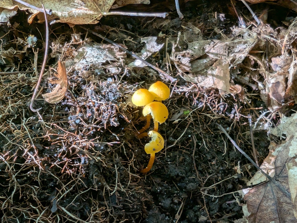 Hygrocybe sp. 'PNW14'