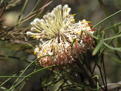 Isopogon dawsonii, photograph (c) Josh, some rights reserved (CC BY)