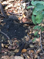 Stenocercus iridescens