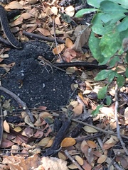 Stenocercus iridescens