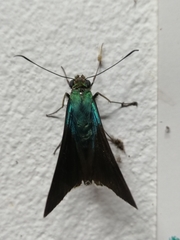 Astraptes