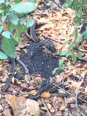 Stenocercus iridescens