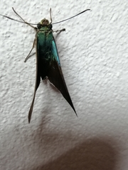 Astraptes