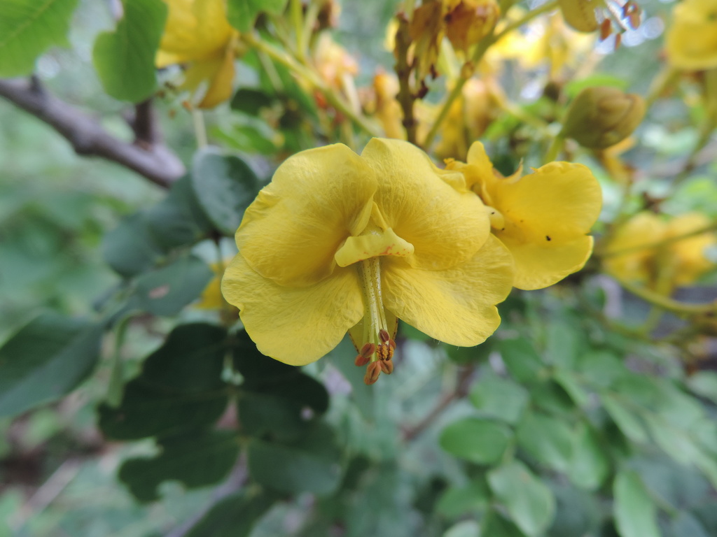 Cenostigma nordestinum