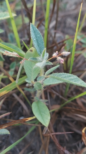 softhairy indigo (Indigofera pilosa)
