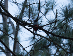 Priotelus roseigaster