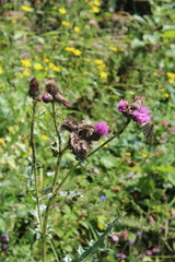 Cirsium elbrusense