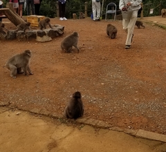 Macaca fuscata fuscata