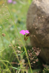 Dianthus ruprechtii