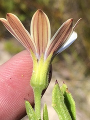 Dimorphotheca acutifolia