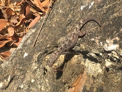 Phyllodactylus reissii