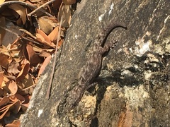 Phyllodactylus reissii