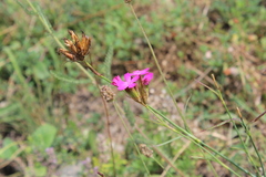 Dianthus ruprechtii