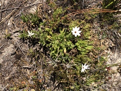 Dimorphotheca acutifolia