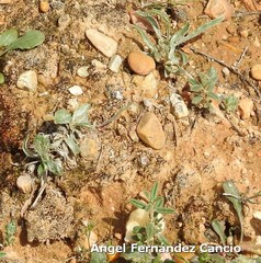 Pilosella castellana